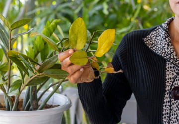 Levná vychytávka dokáže oživit i umírající rostliny Levná vychytávka dokáže oživit i umírající rostliny