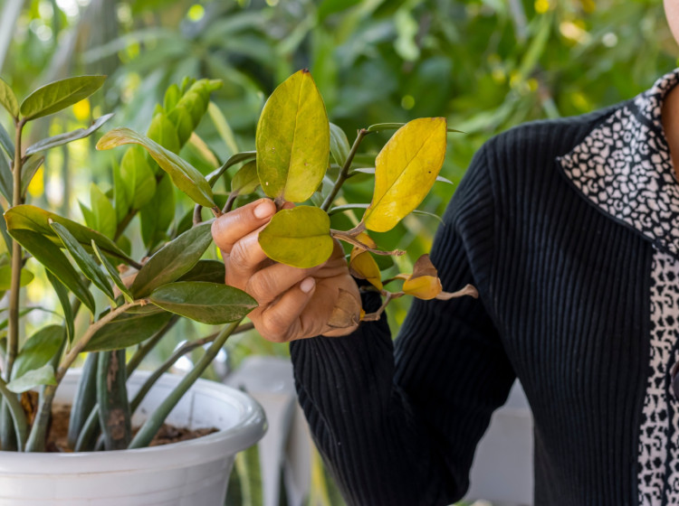 Levná vychytávka dokáže oživit i umírající rostliny Levná vychytávka dokáže oživit i umírající rostliny