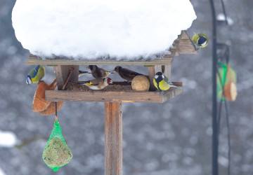 Jak na jednoduché krmítko