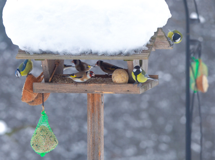 Jak na jednoduché krmítko