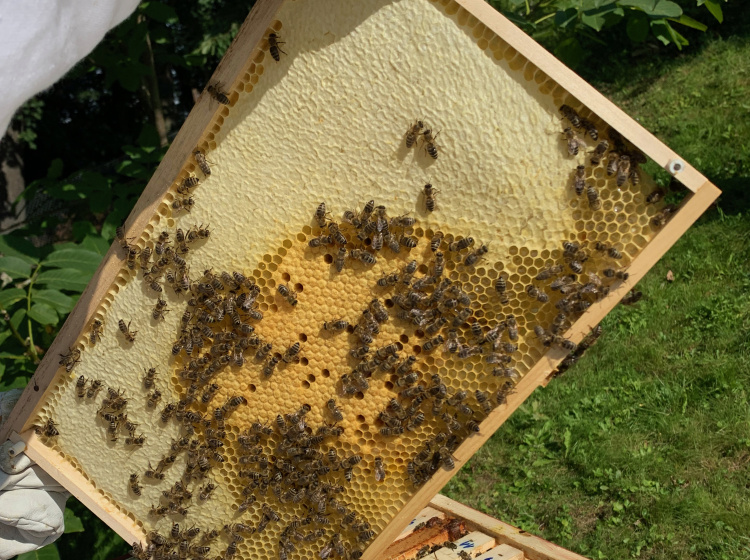 Včely na plástvích