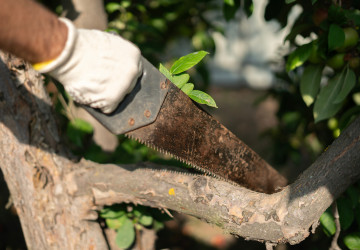 Jak daleko od plotu zasadit strom Jak daleko od plotu zasadit strom
