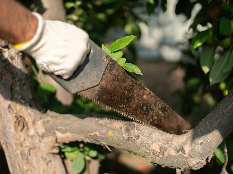 Jak daleko od plotu zasadit strom Jak daleko od plotu zasadit strom