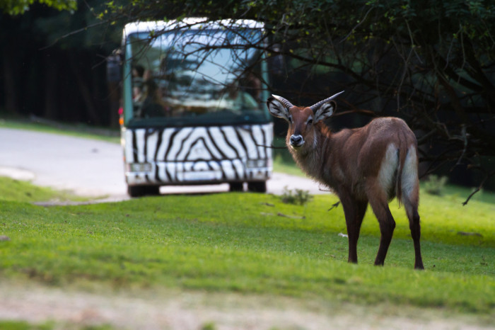 Safaribusy, jedno z lákadel královodvorské zoo