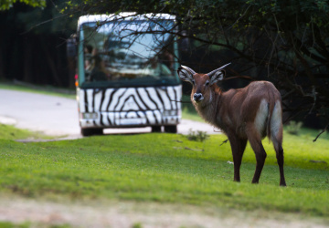 Safaribusy, jedno z lákadel královodvorské zoo