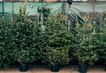 Jak na péči o stromek, aby se zelenal i v novém roce?