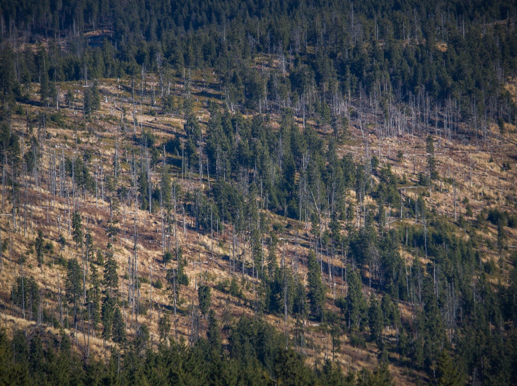 Odlesňování
