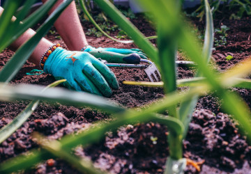V teplém a suchém počasí ohrožují tihle škůdci úrodu i okrasné rostliny.