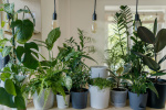 Geneticky upravená rostlina Neo Px má až zázračné účinky na domácí ovzduší
