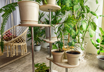 Kam nikdy neumisťovat zelené pokojovky doma?