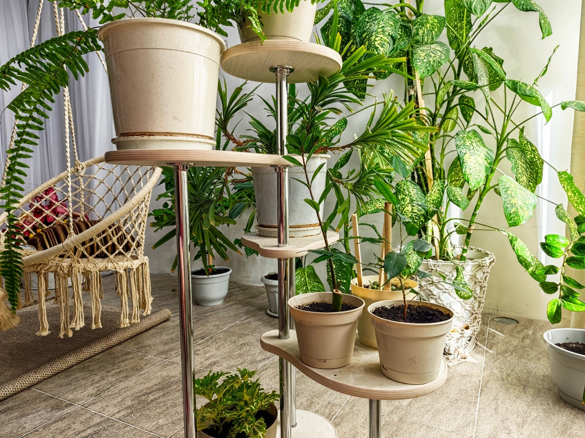 Kam nikdy neumisťovat zelené pokojovky doma?