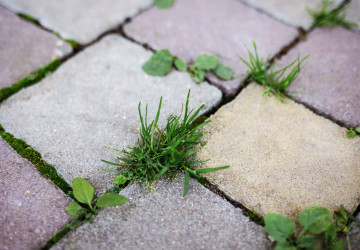 Plevel se mezi dlažbou objevuje hned zjara. 