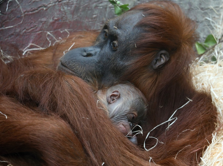 Matka orangutana sumatérskeho s mládětem
