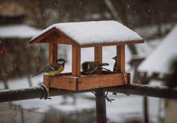 Co v zimě sypat ptákům? Většina lidí dělá chybu, která jim může zničit trávení