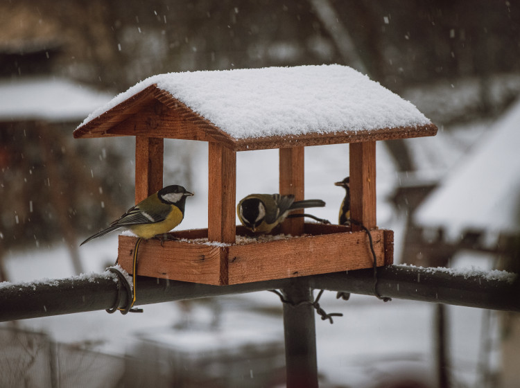 Co v zimě sypat ptákům? Většina lidí dělá chybu, která jim může zničit trávení Co v zimě sypat ptákům? Většina lidí dělá chybu, která jim může zničit trávení