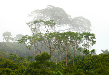 Brazílie odlesňuje další části Amazonského pralesa. Staví na nich dálnici pro klimatickou konferenci (ilustrační foto)