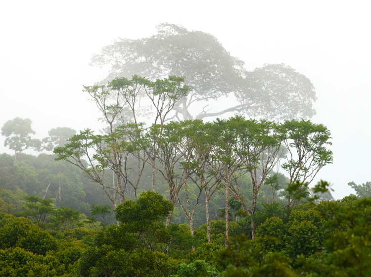 Brazílie odlesňuje další části Amazonského pralesa. Staví na nich dálnici pro klimatickou konferenci (ilustrační foto)