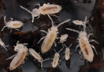 Chvostoskoci nebývají větší než jeden centimetr. Chvostoskoci nebývají větší než jeden centimetr.