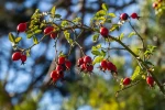 Na podzim můžete v přírodě najít šípky i řadu jiných druhů ovoce. 