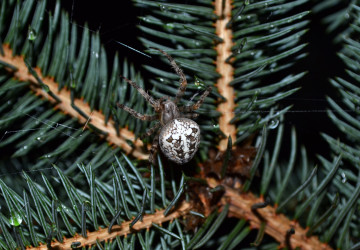 Letos jsou vánoční stromky plné pavouků Letos jsou vánoční stromky plné pavouků