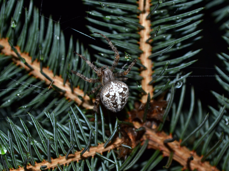 Letos jsou vánoční stromky plné pavouků Letos jsou vánoční stromky plné pavouků