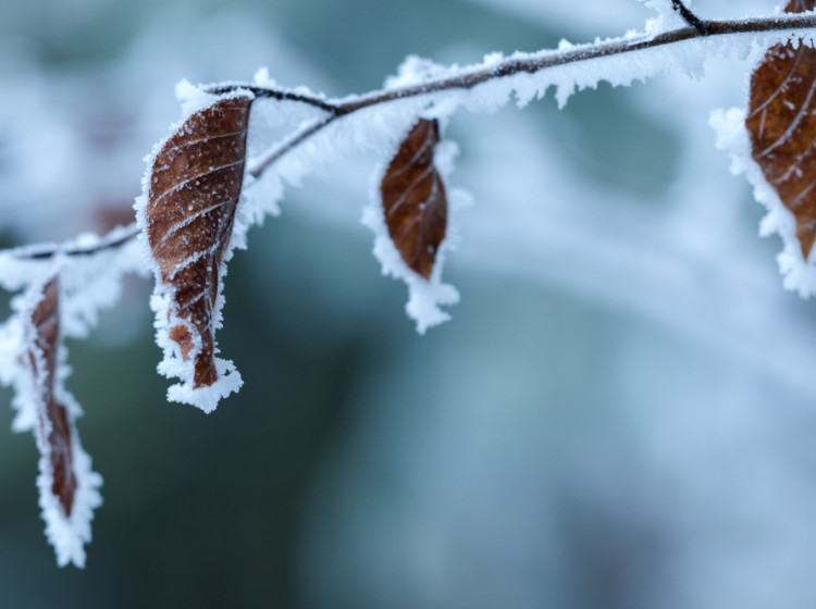 Do Česka by letos mrazy mohly dorazit dříve, než se očekávalo. 