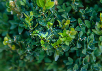 Napadený buxus během jen pár dní