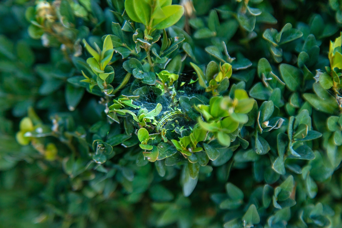 Napadený buxus během jen pár dní