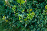 Napadený buxus během jen pár dní