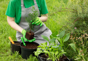 Některé keře byste podle feng-shui měli raději při výsadbě vynechat