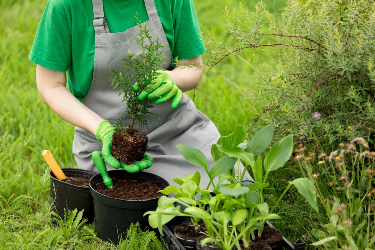 Některé keře byste podle feng-shui měli raději při výsadbě vynechat