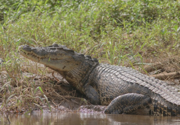 Krokodýl na palubě vyděsil cestující a zapříčinil pád letadla. 