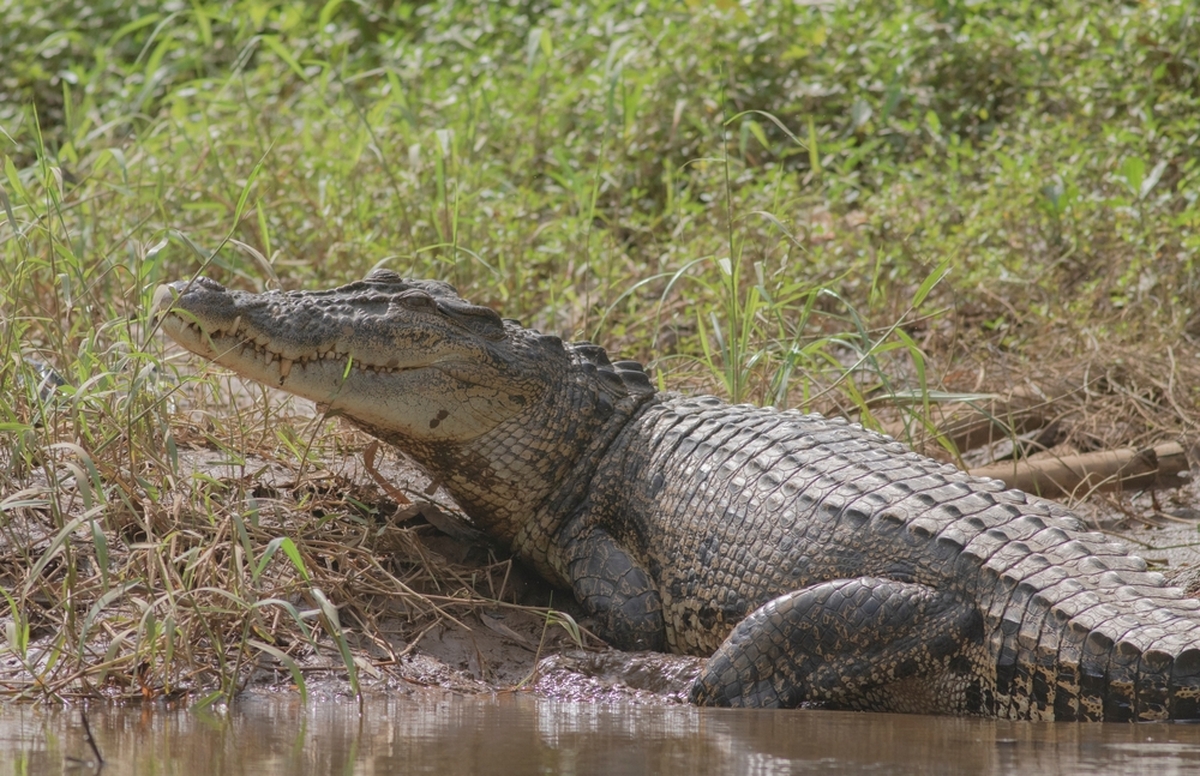 Krokodýl na palubě vyděsil cestující a zapříčinil pád letadla. 