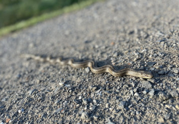 Užovky v zahradách a jejich okolí jsou neškodné 
