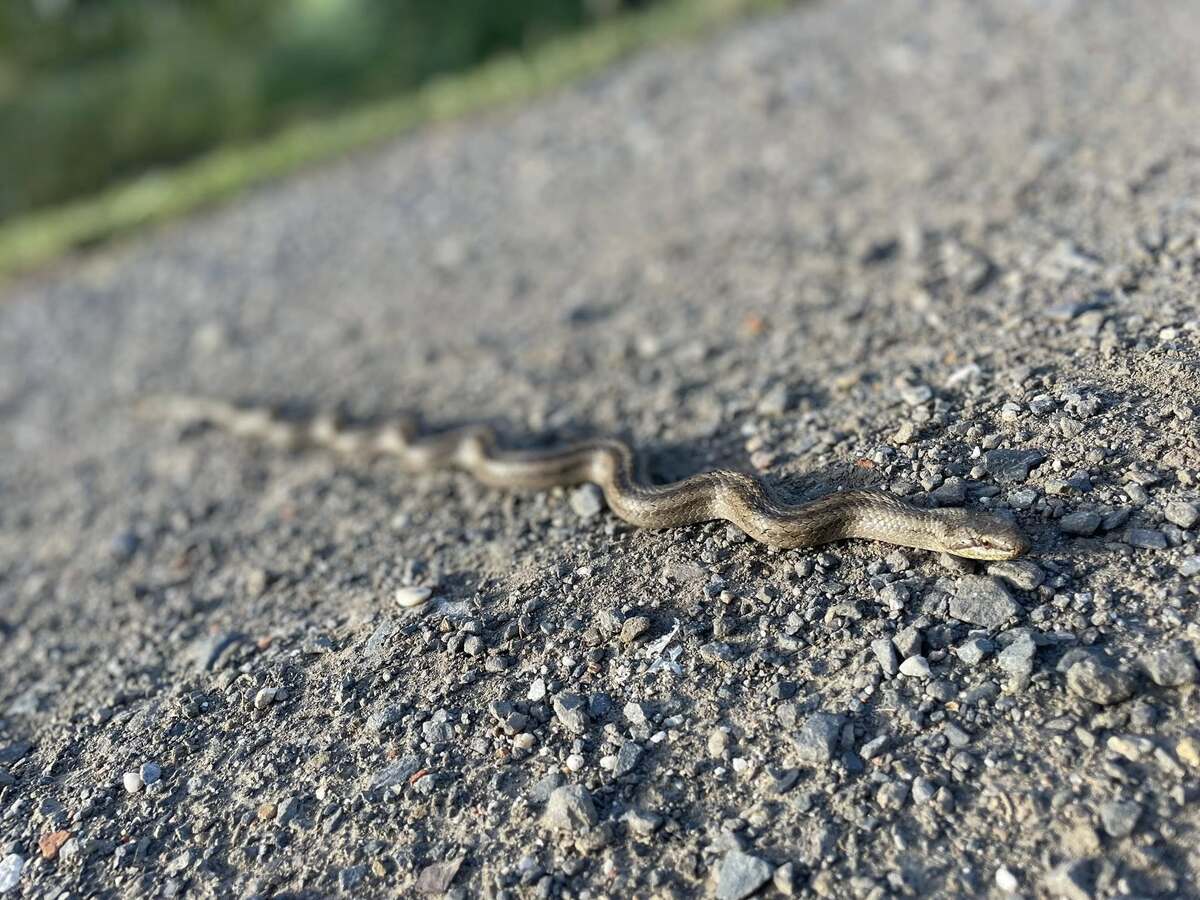 Užovky v zahradách a jejich okolí jsou neškodné 