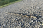 Užovky v zahradách a jejich okolí jsou neškodné 