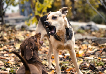 Štěkající psi bývají nepříjemnými společníky.