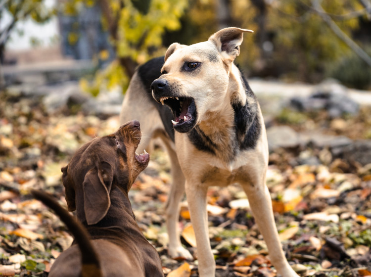 Štěkající psi bývají nepříjemnými společníky.