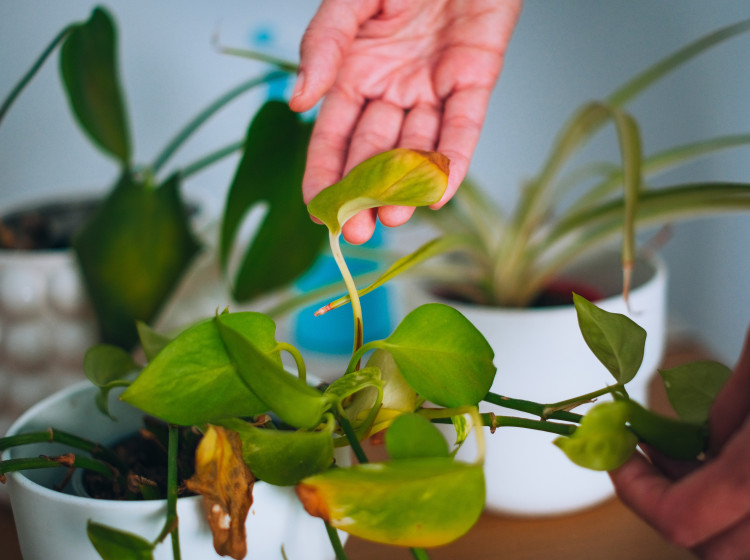 Hit řasokoulí se z Japonska dostal do Česka Hit řasokoulí se z Japonska dostal do Česka