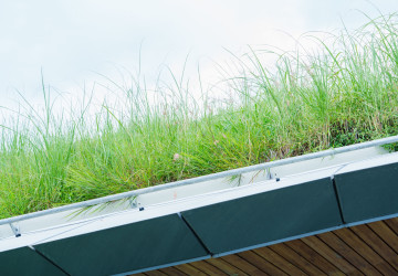 Elektřinu lze vyrábět i z rostlin