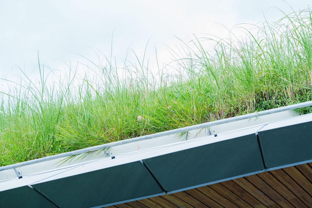 Elektřinu lze vyrábět i z rostlin