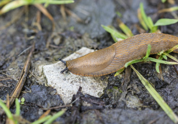Touto chybou můžete přilákat na váš pozemek slimáky a další nevítané hosty. 