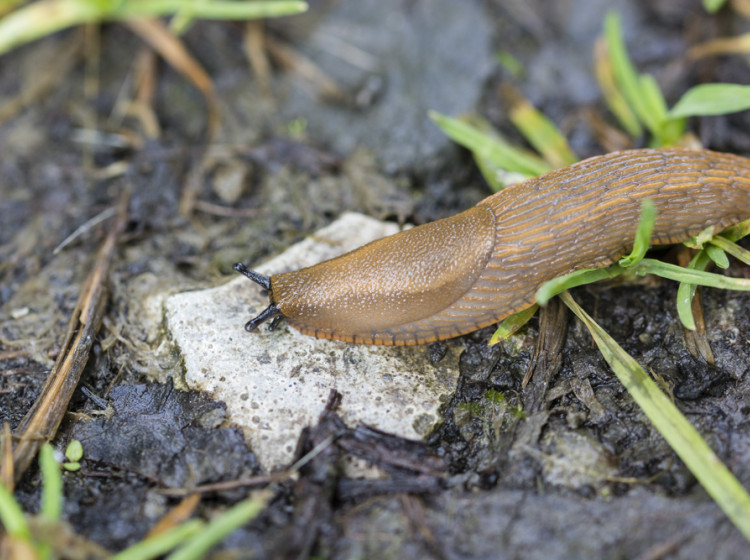 Touto chybou můžete přilákat na váš pozemek slimáky a další nevítané hosty. 