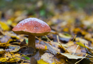 Na jaké houby si dát v lese pozor Na jaké houby si dát v lese pozor