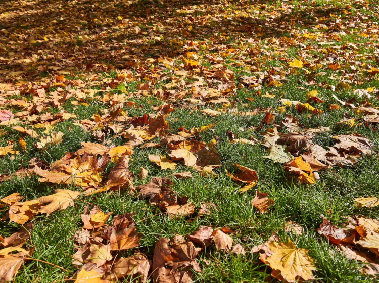 Na podzim je třeba řešit nejen spadané listí Na podzim je třeba řešit nejen spadané listí