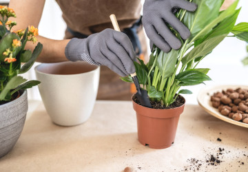 Správně ošetřený substrát pomůže rostlině zvládnout zimu bez potíží. Správně ošetřený substrát pomůže rostlině zvládnout zimu bez potíží.
