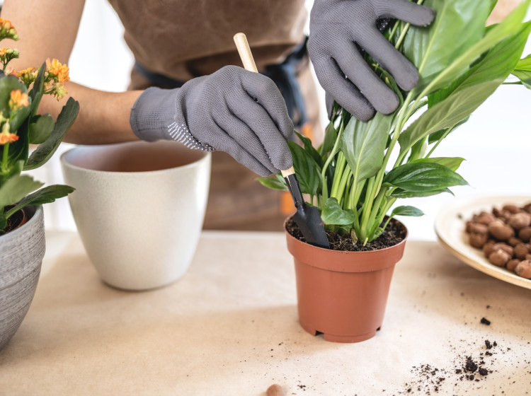 Správně ošetřený substrát pomůže rostlině zvládnout zimu bez potíží.
