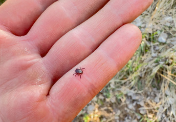 Klíšťata nejsou jen v lese.