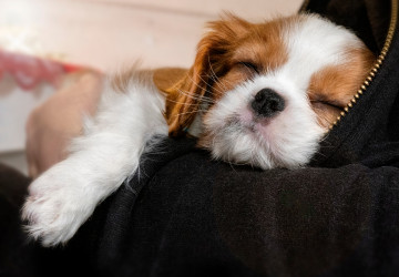 Když si koupíte tohoto psa, připravte si peněženku Když si koupíte tohoto psa, připravte si peněženku