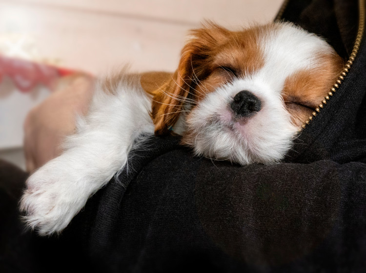 Když si koupíte tohoto psa, připravte si peněženku Když si koupíte tohoto psa, připravte si peněženku